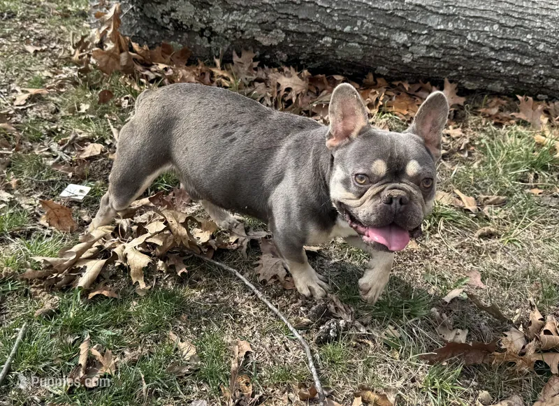 Ice – French Bulldog puppy for sale in Warrenton, MO