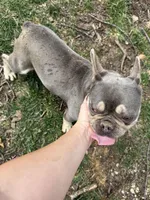 Ice, a male French Bulldog for sale in Warrenton, MO – Photo 4 of 4