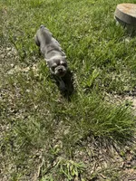 Ice, a male French Bulldog for sale in Warrenton, MO – 5 of 5