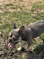 Ice, a male French Bulldog for sale in Warrenton, MO – Photo 2 of 4