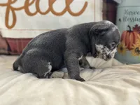Scar-Face, a male French Bulldog for sale in Warrenton, MO – 4 of 9