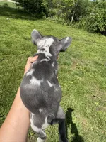 Rain, a female French Bulldog for sale in Warrenton, MO – Photo 4 of 8