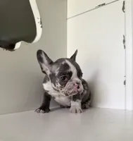 Rain, a female French Bulldog for sale in Warrenton, MO – Photo 6 of 8