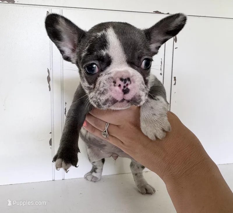 Rain – French Bulldog puppy for sale in Warrenton, MO
