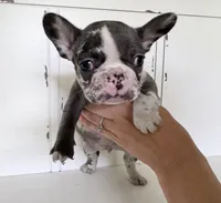 Rain, a female French Bulldog for sale in Warrenton, MO – Photo 1 of 8