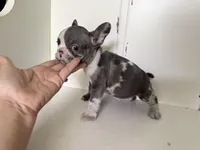 Rain, a female French Bulldog for sale in Warrenton, MO – Photo 3 of 8