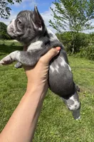 Rain, a female French Bulldog for sale in Warrenton, MO – Photo 5 of 8