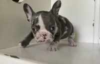 Rain, a female French Bulldog for sale in Warrenton, MO – Photo 7 of 8