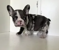 Rain, a female French Bulldog for sale in Warrenton, MO – Photo 2 of 8