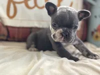 Scar-Face, a male French Bulldog for sale in Warrenton, MO – 7 of 9