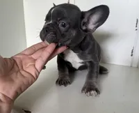 Tank, a male French Bulldog for sale in Warrenton, MO – Photo 2 of 10