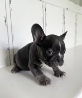 Tank, a male French Bulldog for sale in Warrenton, MO – Photo 4 of 10