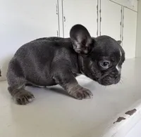 Tank, a male French Bulldog for sale in Warrenton, MO – Photo 6 of 10