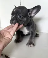 Tank, a male French Bulldog for sale in Warrenton, MO – Photo 3 of 10