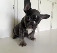 Tank, a male French Bulldog for sale in Warrenton, MO – Photo 5 of 10