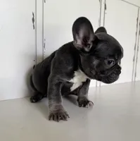 Tank, a male French Bulldog for sale in Warrenton, MO – Photo 9 of 10