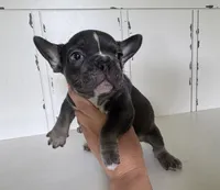 Tank, a male French Bulldog for sale in Warrenton, MO – Photo 7 of 10