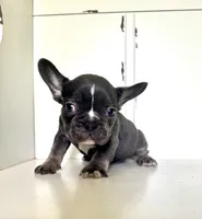 Tank, a male French Bulldog for sale in Warrenton, MO – Photo 8 of 10