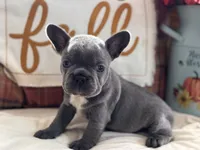 Blue Jean, a female French Bulldog for sale in Warrenton, MO – 8 of 8