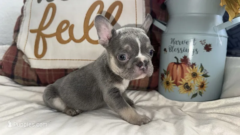 Charlie – French Bulldog puppy for sale in Warrenton, MO