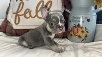 Charlie, a male French Bulldog for sale in Warrenton, MO – 4 of 9