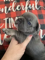 Kingston, a male French Bulldog for sale in Warrenton, MO – Photo 10 of 10