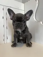 Kingston, a male French Bulldog for sale in Warrenton, MO – Photo 6 of 10