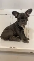 Kingston, a male French Bulldog for sale in Warrenton, MO – Photo 1 of 10
