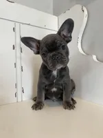 Kingston, a male French Bulldog for sale in Warrenton, MO – Photo 4 of 10