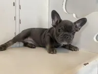 Kingston, a male French Bulldog for sale in Warrenton, MO – Photo 5 of 10