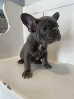 Kingston, a male French Bulldog for sale in Warrenton, MO – Photo 8 of 10