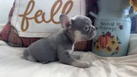 Charlie, a male French Bulldog for sale in Warrenton, MO – 2 of 9