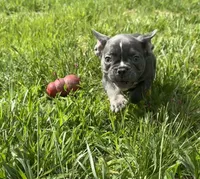 Tank, a male French Bulldog for sale in Warrenton, MO – 4 of 10