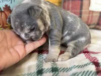 Dream, a female French Bulldog for sale in Warrenton, MO – 7 of 8