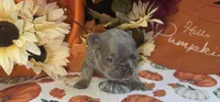 Peanut, a male French Bulldog for sale in Warrenton, MO – 7 of 7