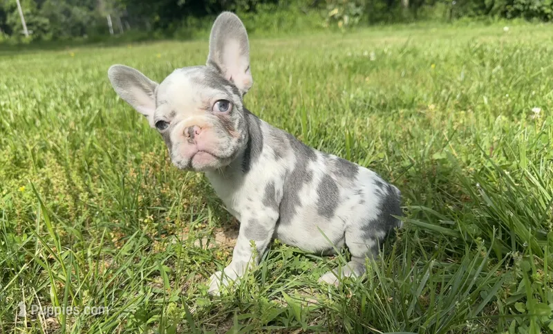 Crew – French Bulldog puppy for sale in Warrenton, MO