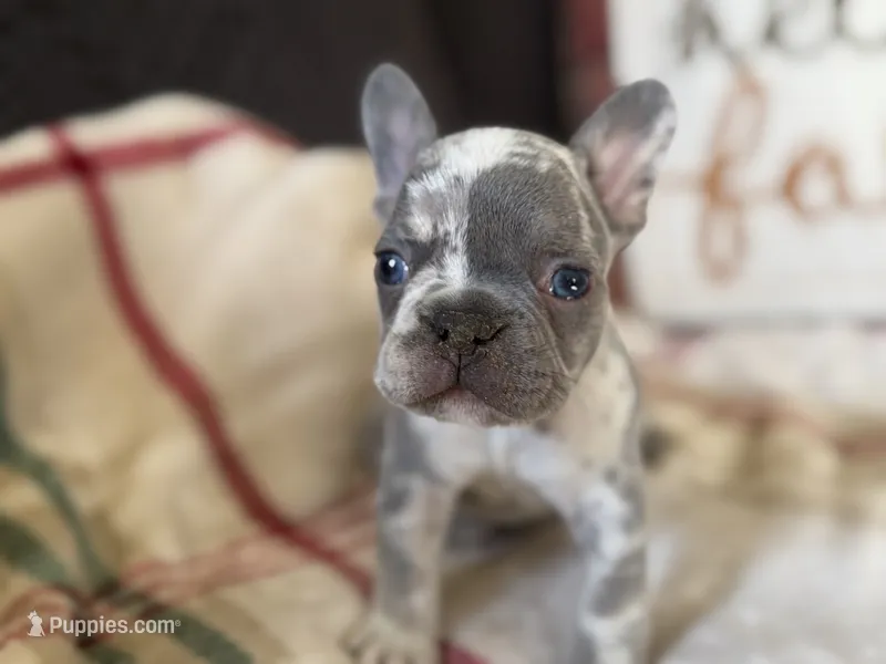 Tank – French Bulldog puppy for sale in Warrenton, MO