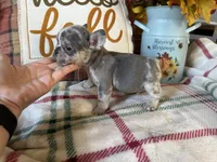 Pumpkin, a male French Bulldog for sale in Warrenton, MO – 8 of 10