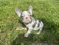Crew, a male French Bulldog for sale in Warrenton, MO – 5 of 10