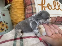 Hazel , a female French Bulldog for sale in Warrenton, MO – 7 of 7