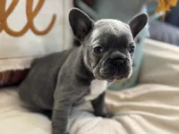 Blue Jean, a female French Bulldog for sale in Warrenton, MO – 6 of 8