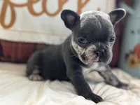Scar-Face, a male French Bulldog for sale in Warrenton, MO – 8 of 9