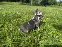 Rain, a female French Bulldog for sale in Warrenton, MO – 6 of 10