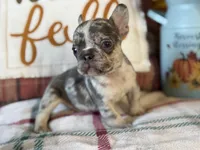 Pumpkin, a male French Bulldog for sale in Warrenton, MO – 2 of 10