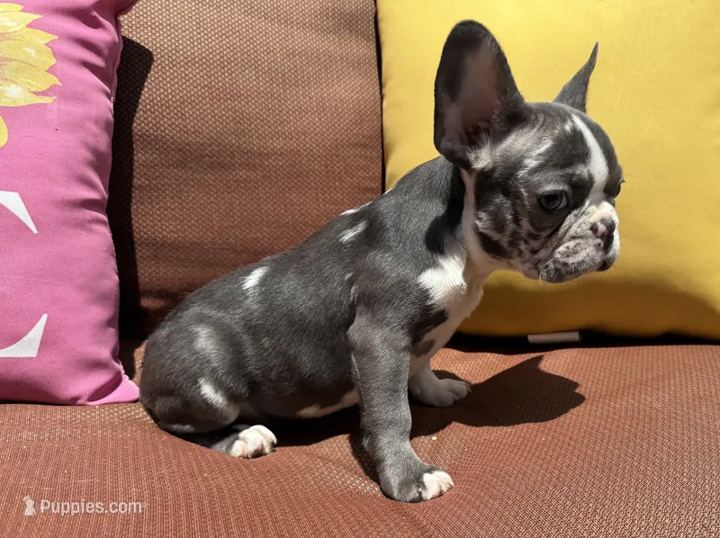 Rain – French Bulldog puppy for sale in Warrenton, MO