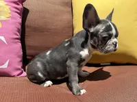 Rain, a female French Bulldog for sale in Warrenton, MO – 1 of 10