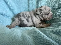 Bullet (Oct 24th), a male French Bulldog for sale in Warrenton, MO – Photo 9 of 10