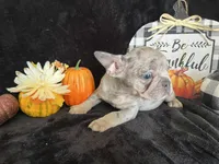 Bullet (Oct 24th), a male French Bulldog for sale in Warrenton, MO – Photo 6 of 10