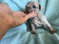 Bullet (Oct 24th), a male French Bulldog for sale in Warrenton, MO – Photo 5 of 10