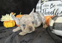 Bullet (Oct 24th), a male French Bulldog for sale in Warrenton, MO – Photo 3 of 10